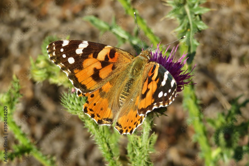 Painted lady butterfly on thistle flower in the meadow, closeup Painted lady butterfly on thistle flower in the meadow, closeup