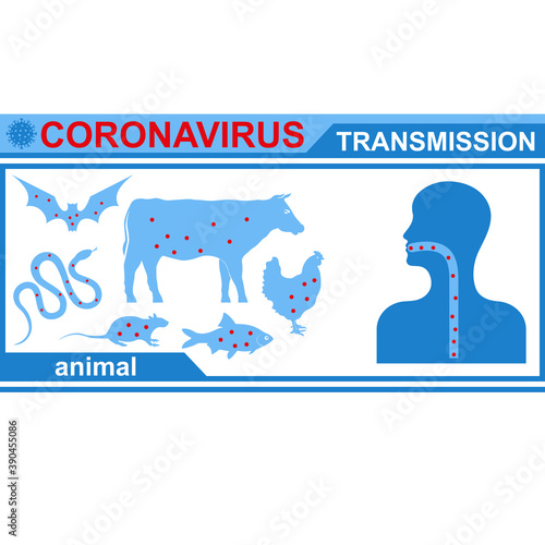 Healthcare infographic elements. Animal transmission of coronavirus. Vector illustration.