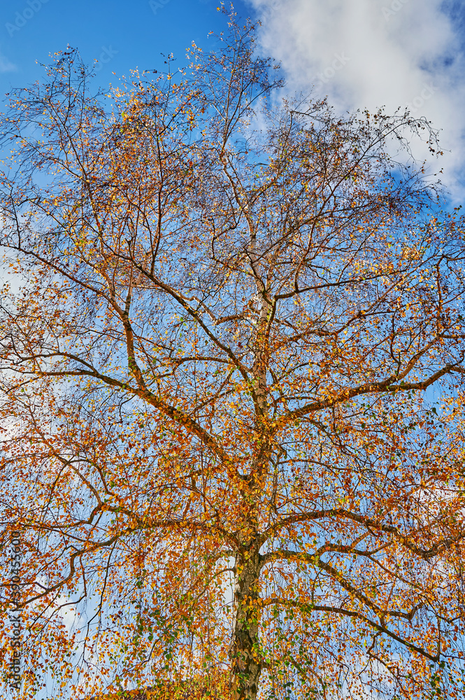 Colorful autumn leaves of a birch tree (genus Betula) in the sunlight. Colorful autumn leaves of a birch tree (genus Betula) in the sunlight.