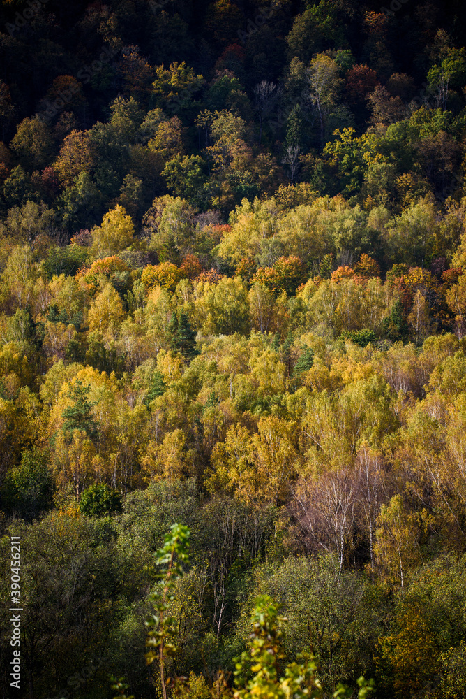 Fototapeta premium Aerial forest view. Beautiful autumn landscape.