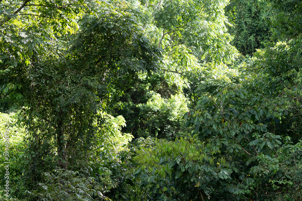 Beautiful aerial view of the green Rain Forest trees in costa Rica Beautiful aerial view of the green Rain Forest trees in costa Rica