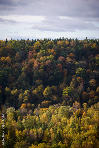 Aerial forest view. Beautiful autumn landscape.