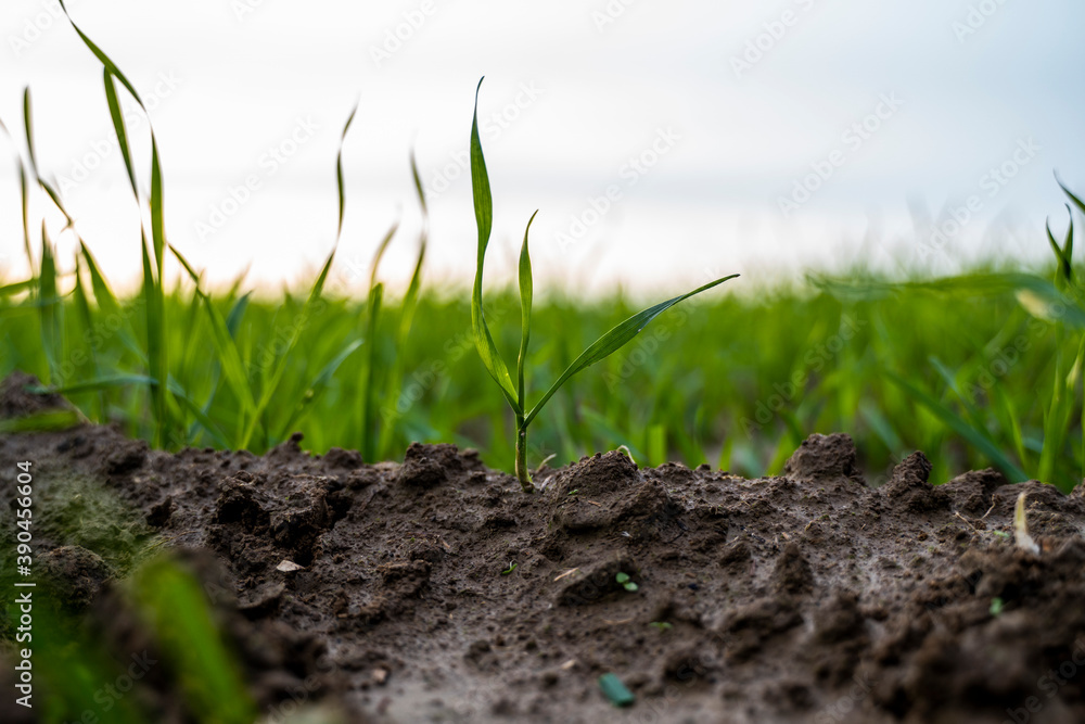 Close up young green wheat seedlings growing in a soil on a field in a sunset. Close up on sprouting rye agriculture on a field in sunset. Sprouts of rye. Wheat grows in chernozem planted in autumn. Close up young green wheat seedlings growing in a soil on a field in a sunset. Close up on sprouting rye agriculture on a field in sunset. Sprouts of rye. Wheat grows in chernozem planted in autumn.