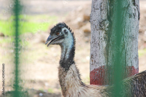 Close up of  sad EMU Bird behind the cages in with shallow depth of field in zoo park in India, animals in zoo behind the bars or in cages  © BAArts