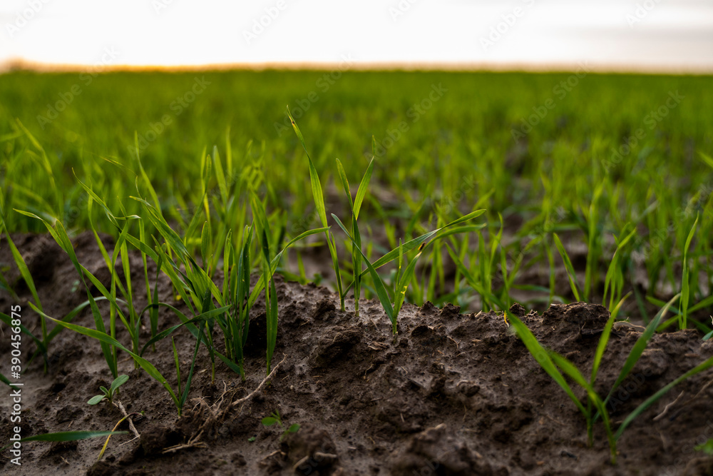 Close up young green wheat seedlings growing in a soil on a field in a sunset. Close up on sprouting rye agriculture on a field in sunset. Sprouts of rye. Wheat grows in chernozem planted in autumn. Close up young green wheat seedlings growing in a soil on a field in a sunset. Close up on sprouting rye agriculture on a field in sunset. Sprouts of rye. Wheat grows in chernozem planted in autumn.