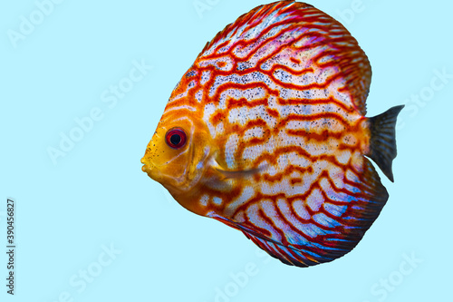 Close up view of gorgeous checkerboard red map discus aquarium fish isolated on blue background. Hobby concept.
