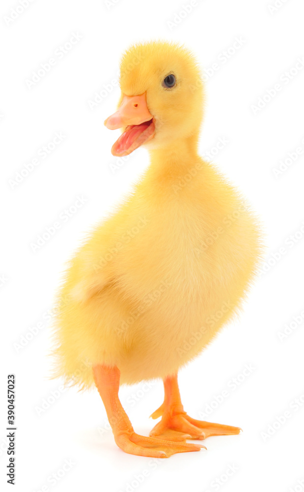 Little cute duckling. Little cute duckling.