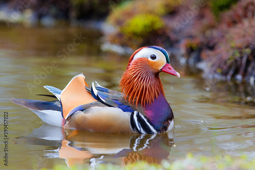 Bild auf Leinwand Male mandarin duck (Aix galericulata) swimming in a pond in the Nethrlands