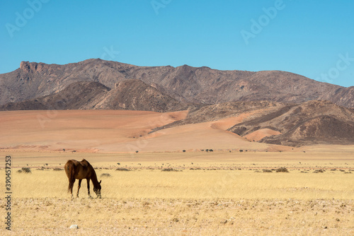 Wild horses  Namibia