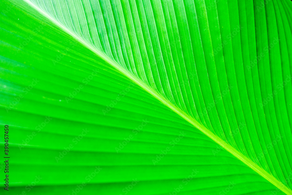 Fresh light green leave over blurred garden background. Fresh light green leave over blurred garden background.