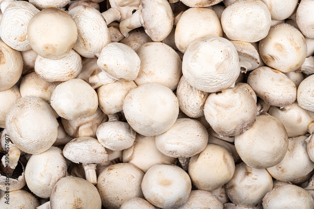 Full frame of fresh white champignon mushrooms. Full frame of fresh white champignon mushrooms.