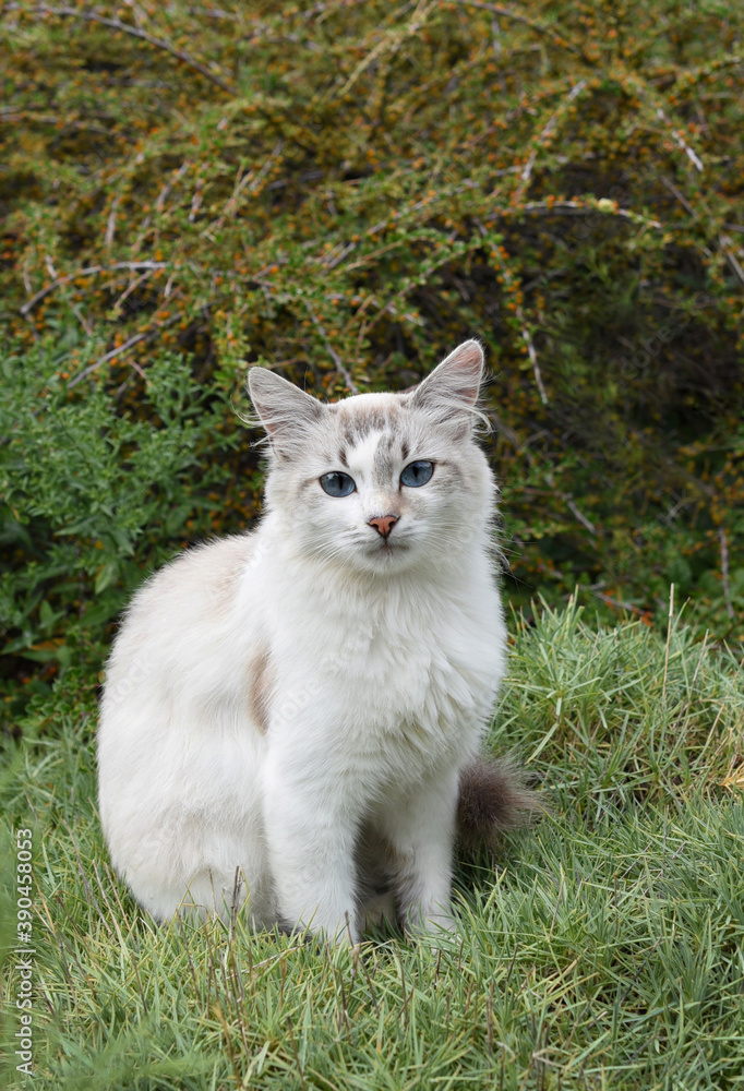 Obraz premium White cat on the grass
