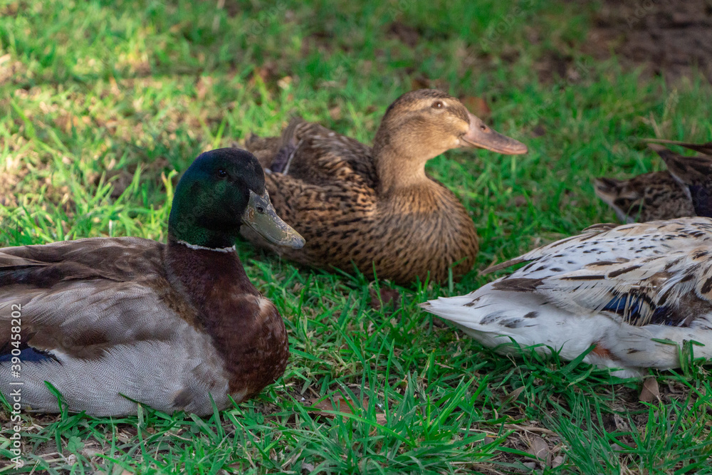 Flock of ducks spending a quiet afternoon in the countryside. Flock of ducks spending a quiet afternoon in the countryside.