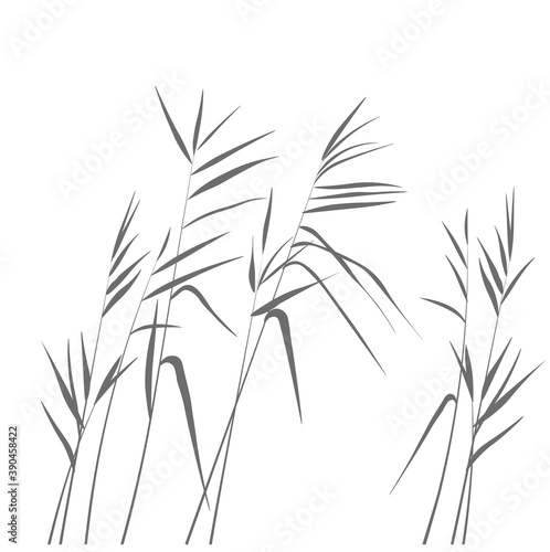 Reeds swamp vector stock illustration.Pampas grass. Cream branch of dry grass. Panicle Cortaderia selloana, feather flower head plumesstep. Template for a wedding card.