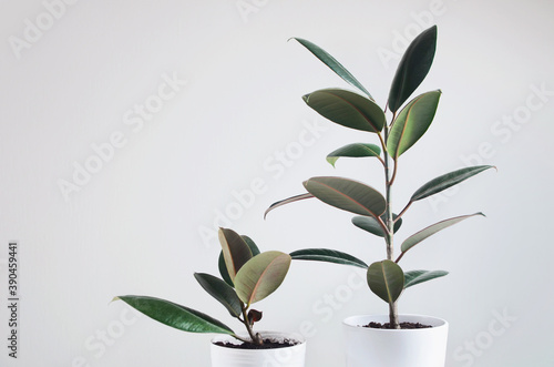 Two modern houseplants with Ficus plant in white pot , Ficus Elastica Burgundy or Rubber Plant