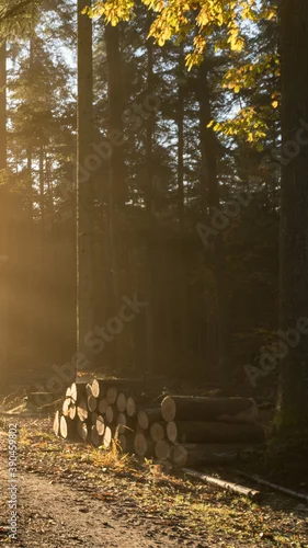Obraz Słoneczny las o poranku
