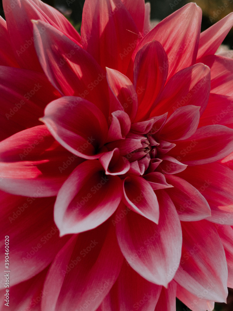 red dahlia flower red dahlia flower