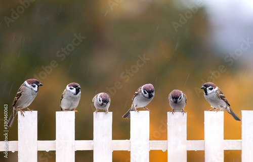 birds on a fence