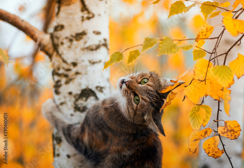 squirrel in the autumn