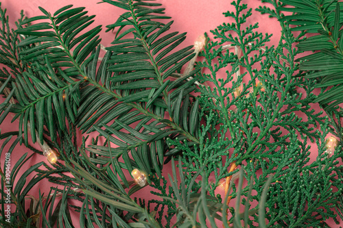 Christmas tree branches on a pink background. As a decoration.