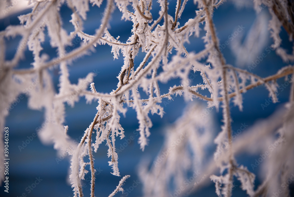 Frost on branches in winter on a blue background. Close-up of snow-covered branches on a blurry background of branches