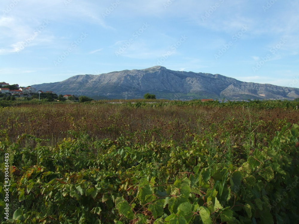 Lumbarda vineyard with Dalmatian mountains in the background Lumbarda vineyard with Dalmatian mountains in the background