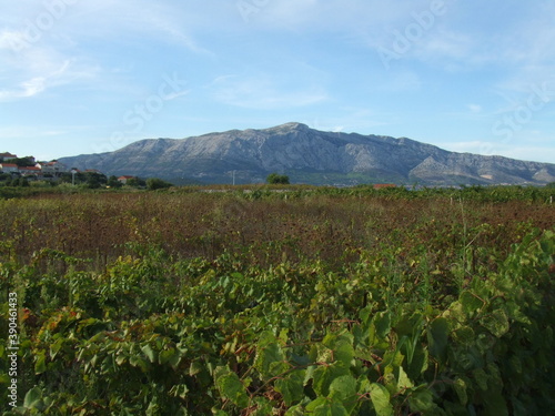 Lumbarda vineyard with Dalmatian mountains in the background
