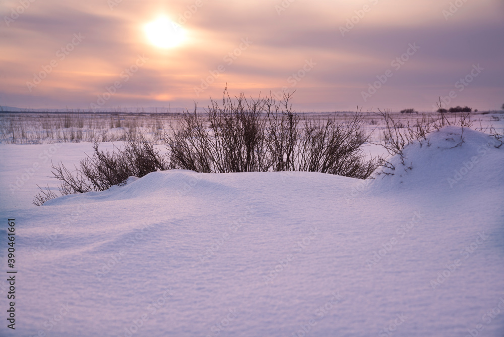 Winter landscape at sunset. The bare bushes on the white field of snow