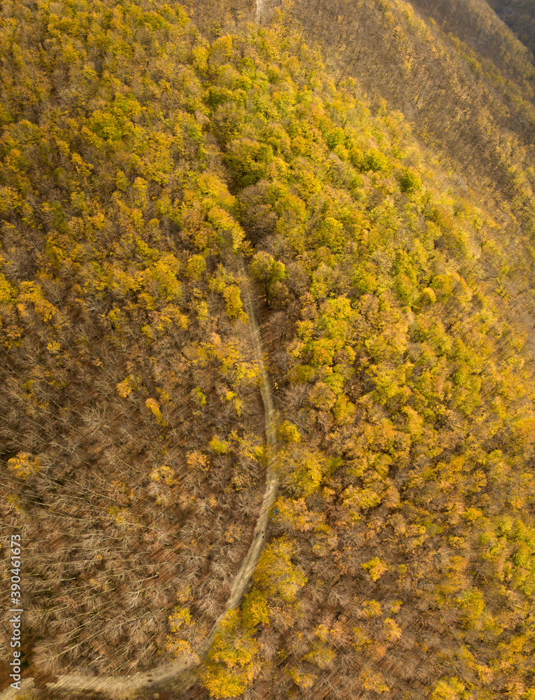 Aerial drone view over a autumn style colored forest. Parang Mountains, Romania