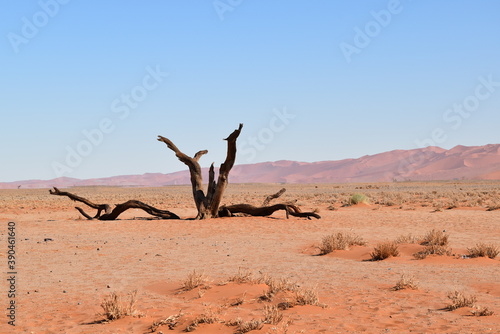 Toter Baum in Afrika