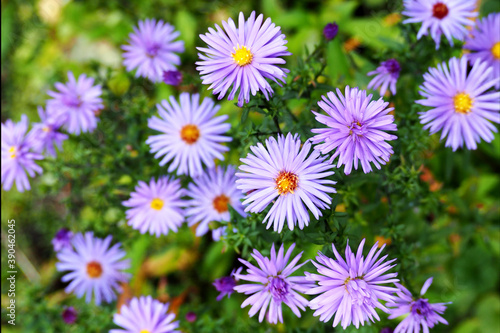 small perennial autumn flowers of pale blue erigeron on a green grass background top view. nature