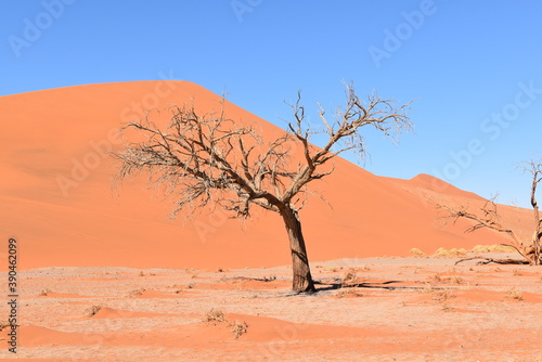 Toter Baum in Afrika
