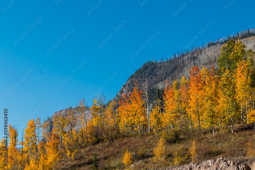 Fall Color on Slide Rock Mountain, Hermosa, Colorado, USA