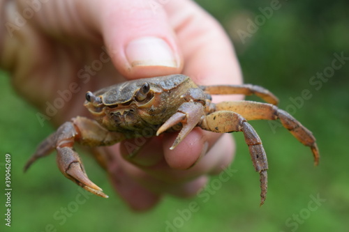 Italian freshwater crab (Potamon fluviatile) held in hand photo