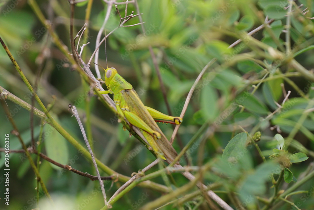 grasshoppers are on the leaves in the afternoon grasshoppers are on the leaves in the afternoon