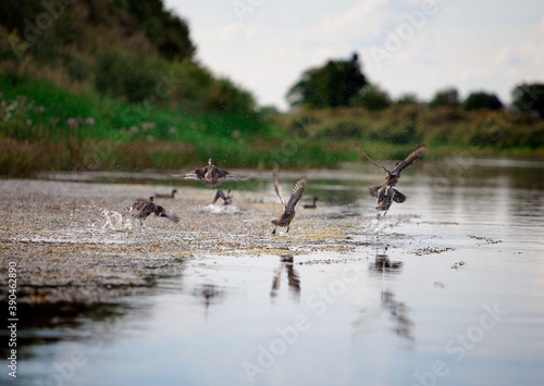 Wild birds flying near the river