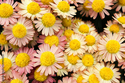 bright pink chrysanthemum close up flowers background wallpaper