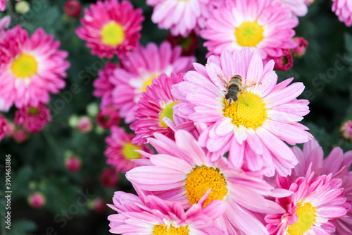 bee on the bright chrysanthemum close up flowers background wallpaper