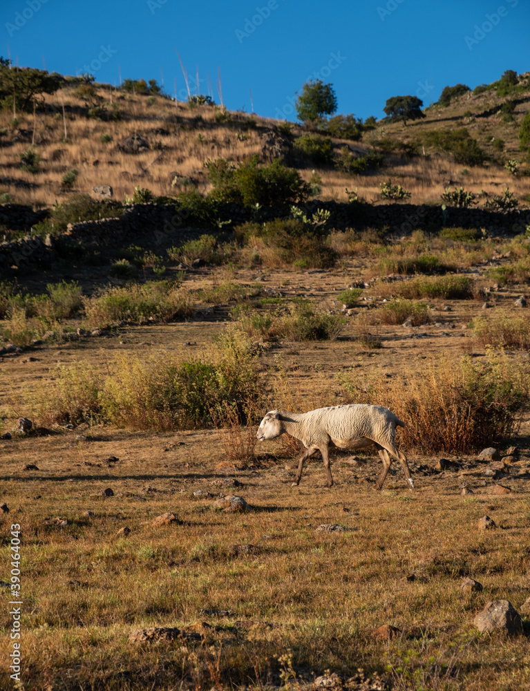 Obraz premium Sheep grazing outdoors