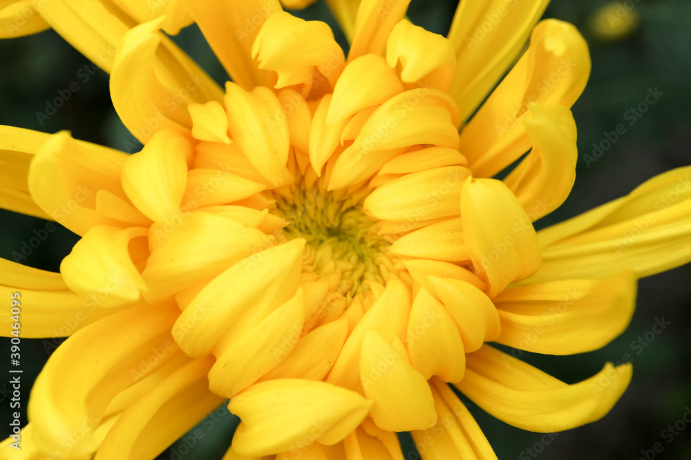 big yellow chrysanthemum flower in the garden close up big yellow chrysanthemum flower in the garden close up