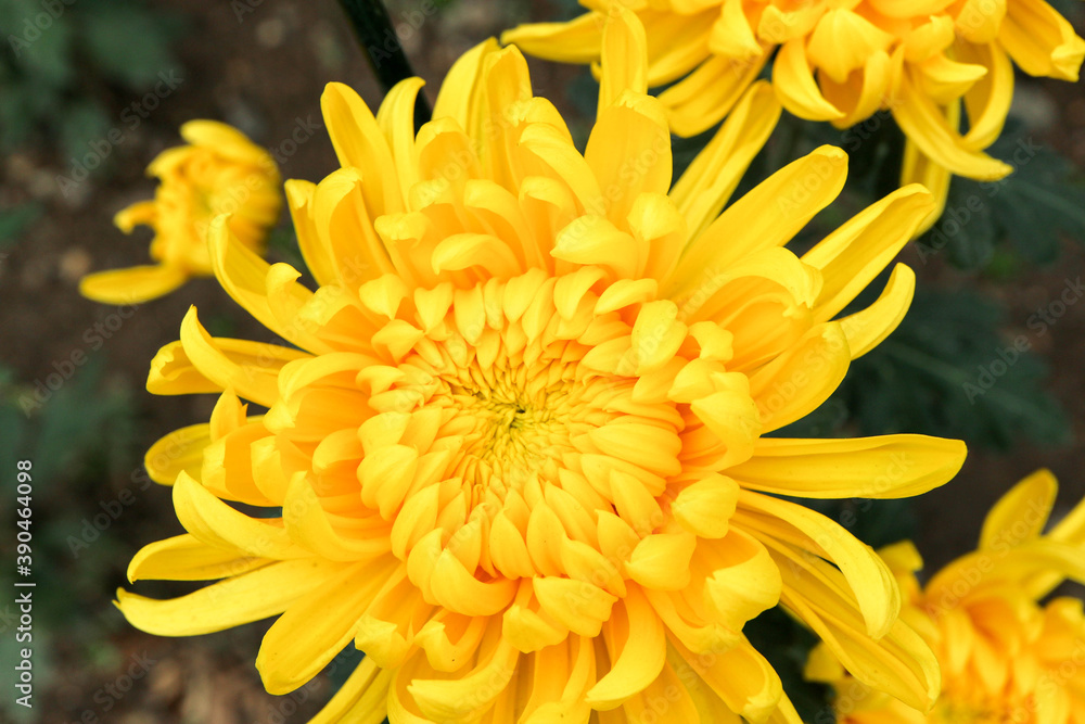 big yellow chrysanthemum flower in the garden close up big yellow chrysanthemum flower in the garden close up