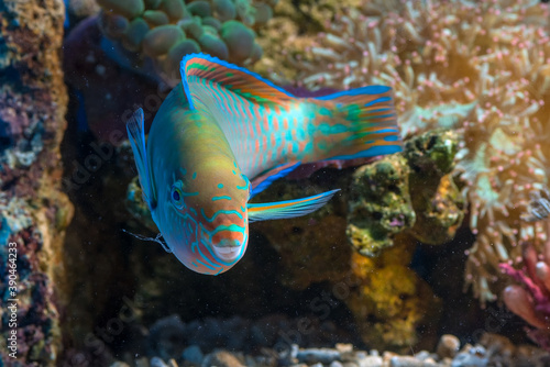 Marine fishes with beautiful colors