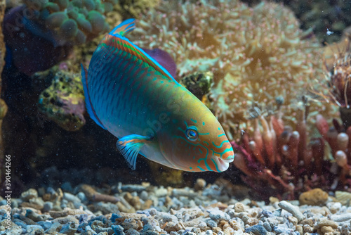 Marine fishes with beautiful colors