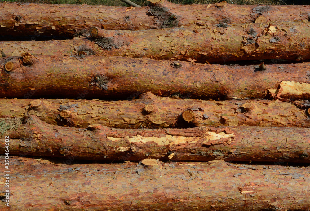 Pine tree trunks with , pine logs, rough timber, wood raw material background. Pine tree trunks with , pine logs, rough timber, wood raw material background.