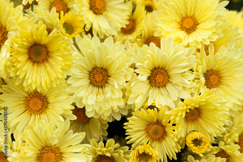 bright yellow chrysanthemum close up flowers background wallpaper