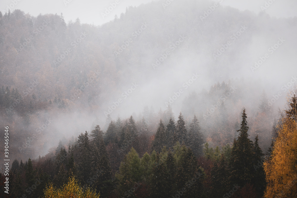 Mist and sleet storm over a cone tree forest in the Romanian mountains during a November cloudy day.