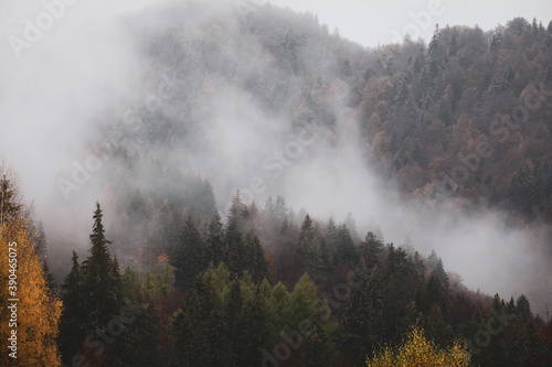 Mist and sleet storm over a cone tree forest in the Romanian mountains during a November cloudy day.