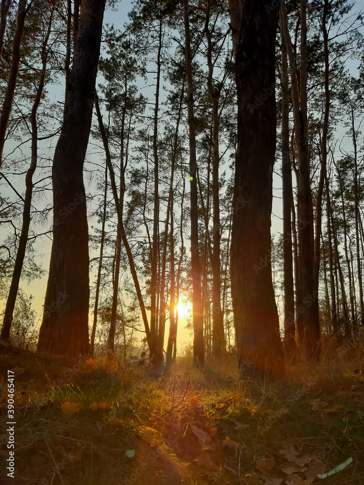 Obraz premium autumn in the forest