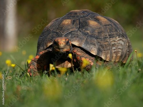 Red-footed tortoise