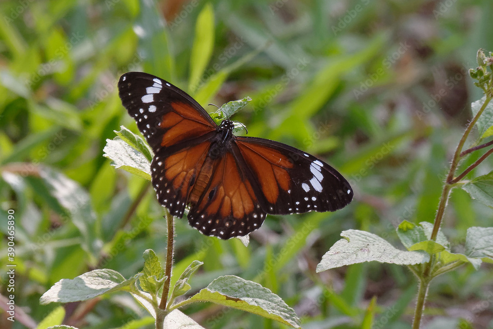 Common tiger or Striped tiger (Danaus genutia), Halmahera Island, Maluku, Indonesia Common tiger or Striped tiger (Danaus genutia), Halmahera Island, Maluku, Indonesia
